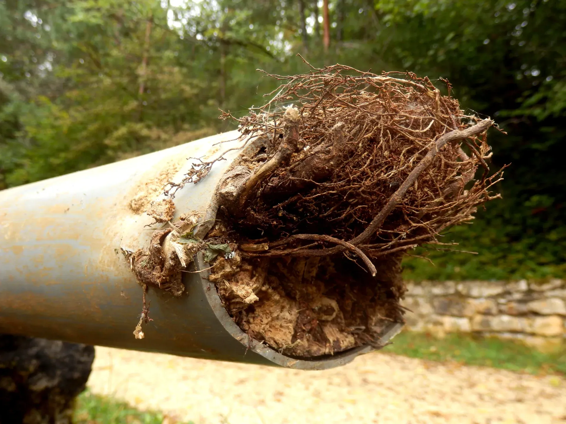 Close-up of a broken pipe with exposed roots and dirt inside, outdoors near a stone wall. — New Gen Plumbing and Gas in Banora Point, NSW