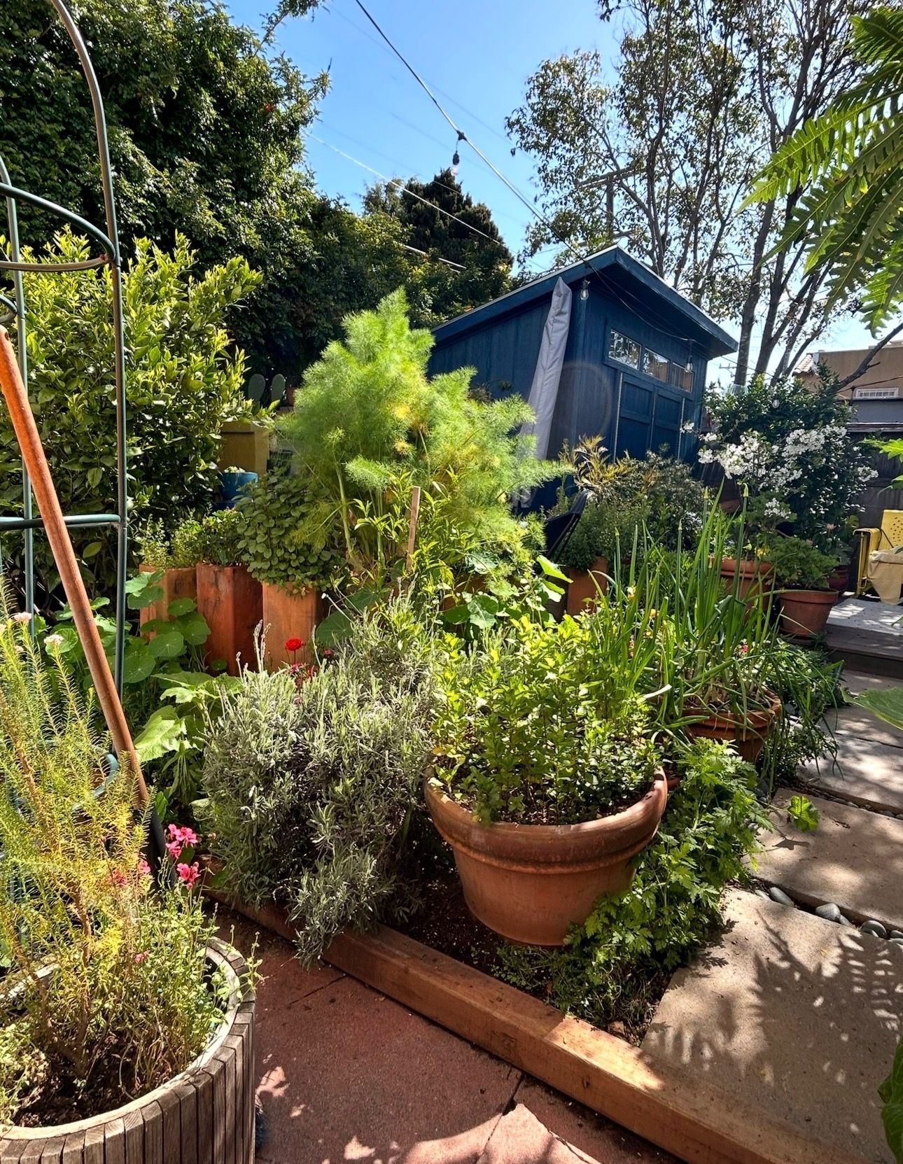 A lush garden with potted plants and a small blue shed under a bright blue sky.