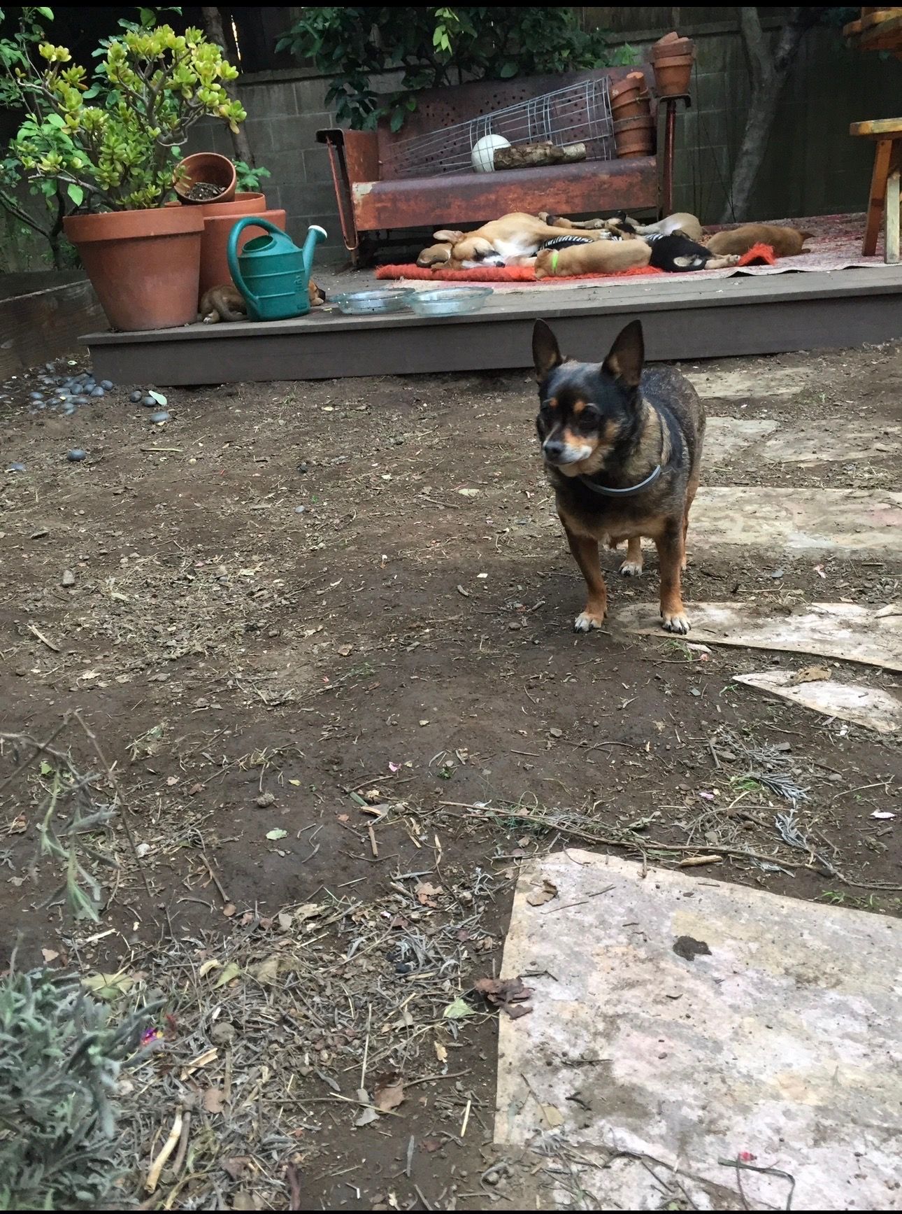 Small black and brown dog standing in a dirt yard with a wooden deck and bench in the background.