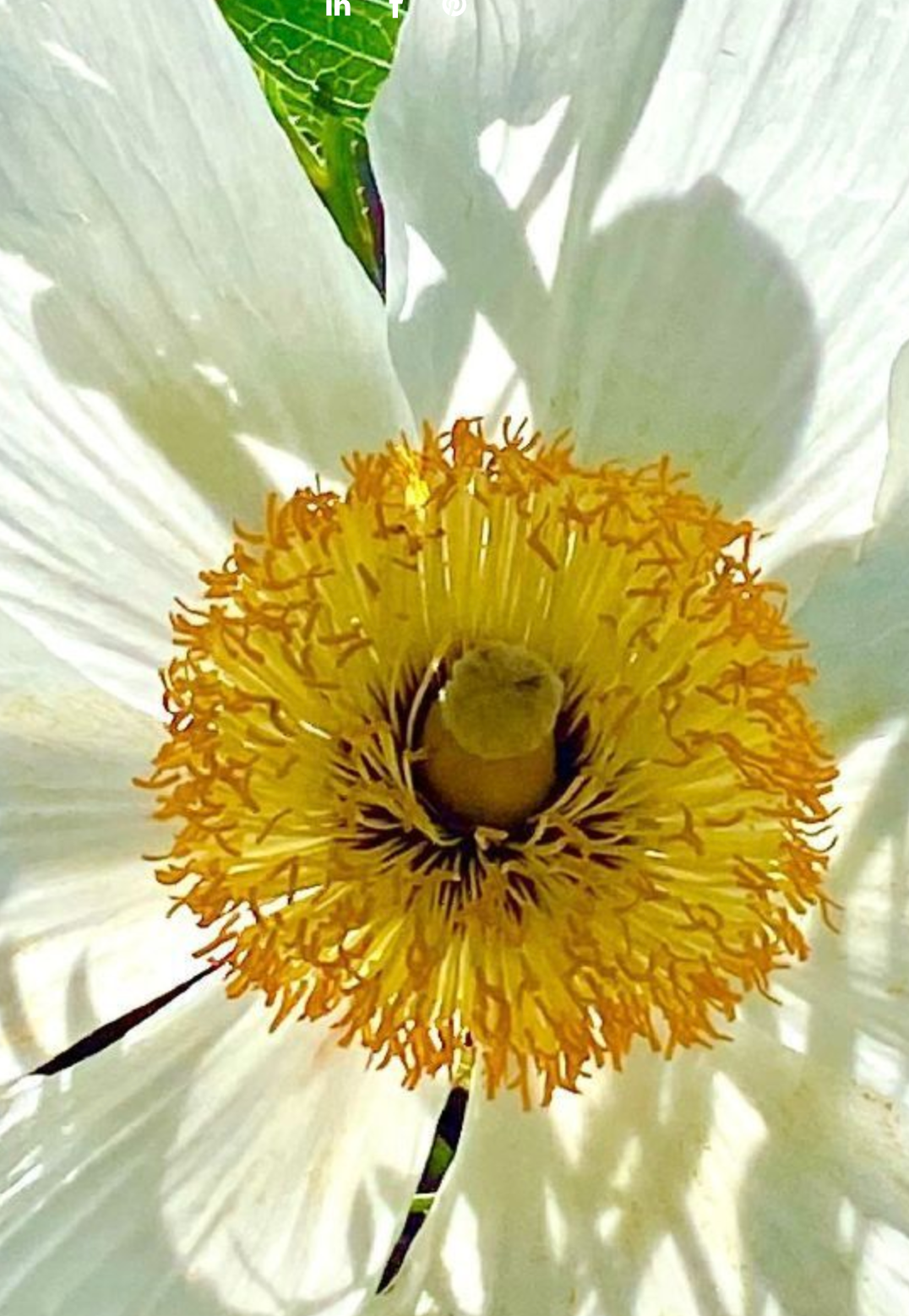 White petals surround a bright yellow, fringed center of a flower, with shadows.