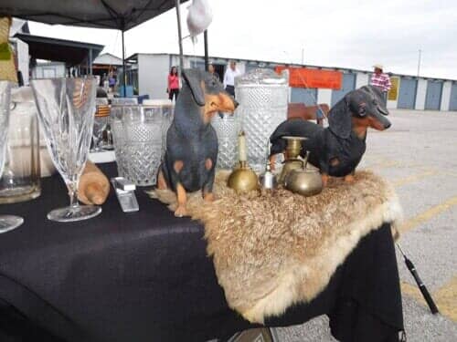Stuff dog — Flea Market in Schertz, TX