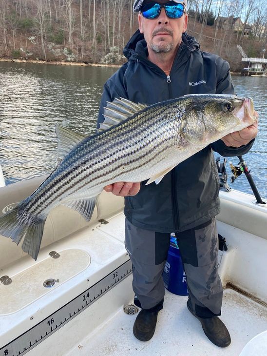 Man on a boat holding a large striped bass over the water