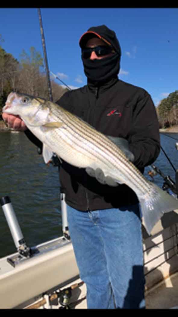 Person on a boat holding a large striped fish on a sunny day