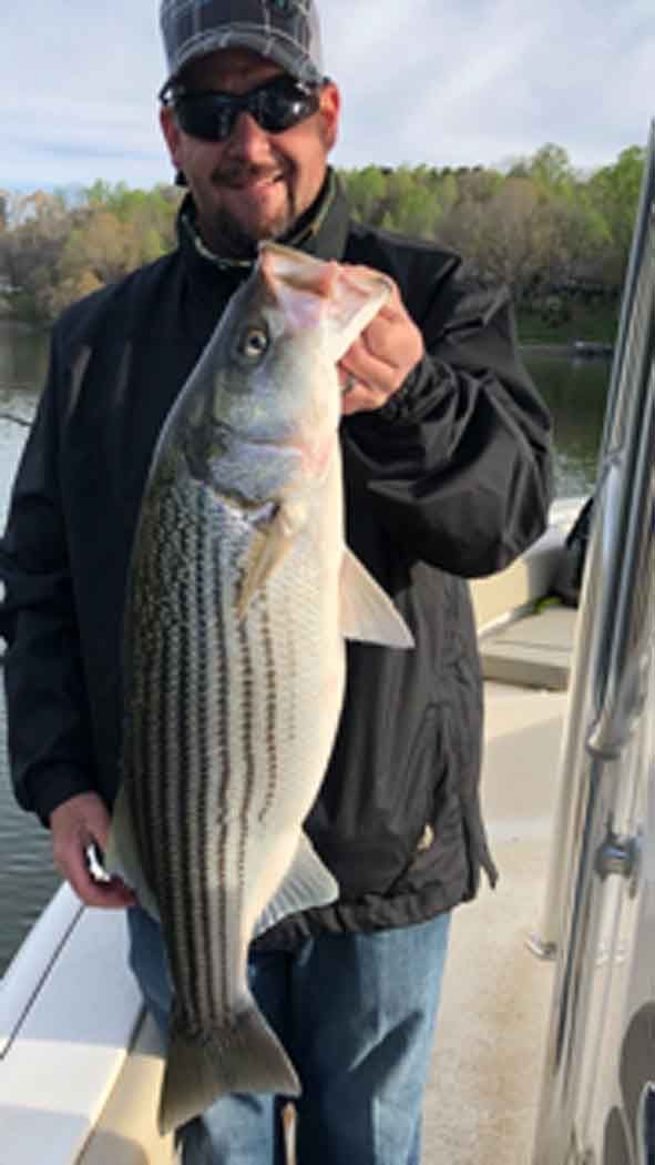 Man in a black jacket and cap proudly holding a large striped bass on a boat