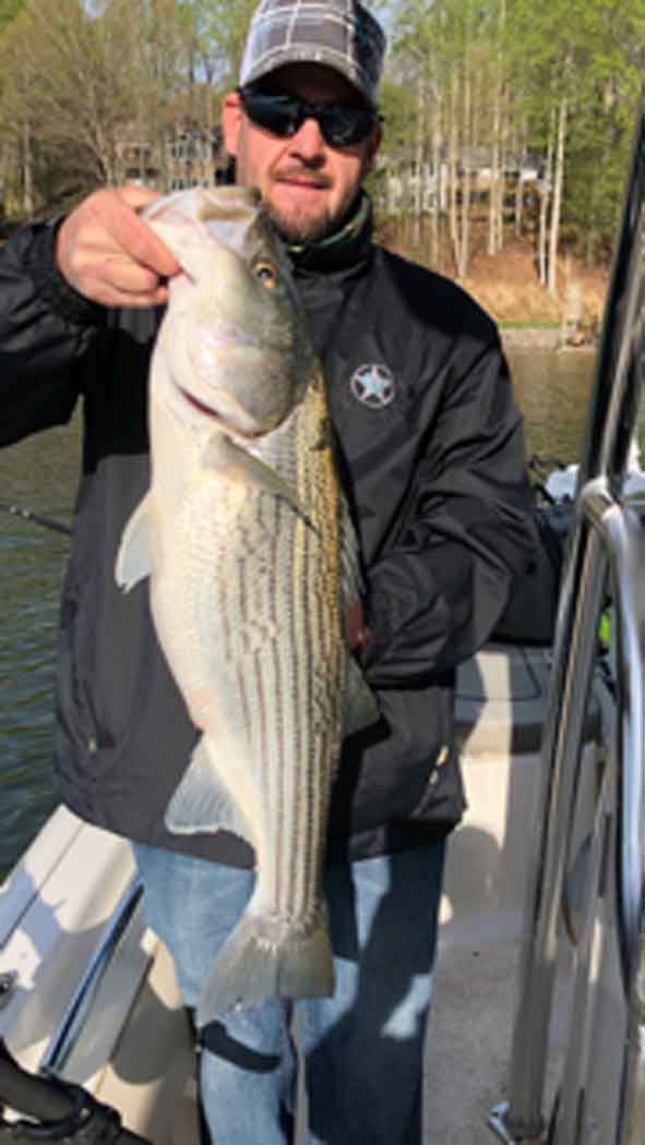 Person on a boat holding a large striped bass by the water.