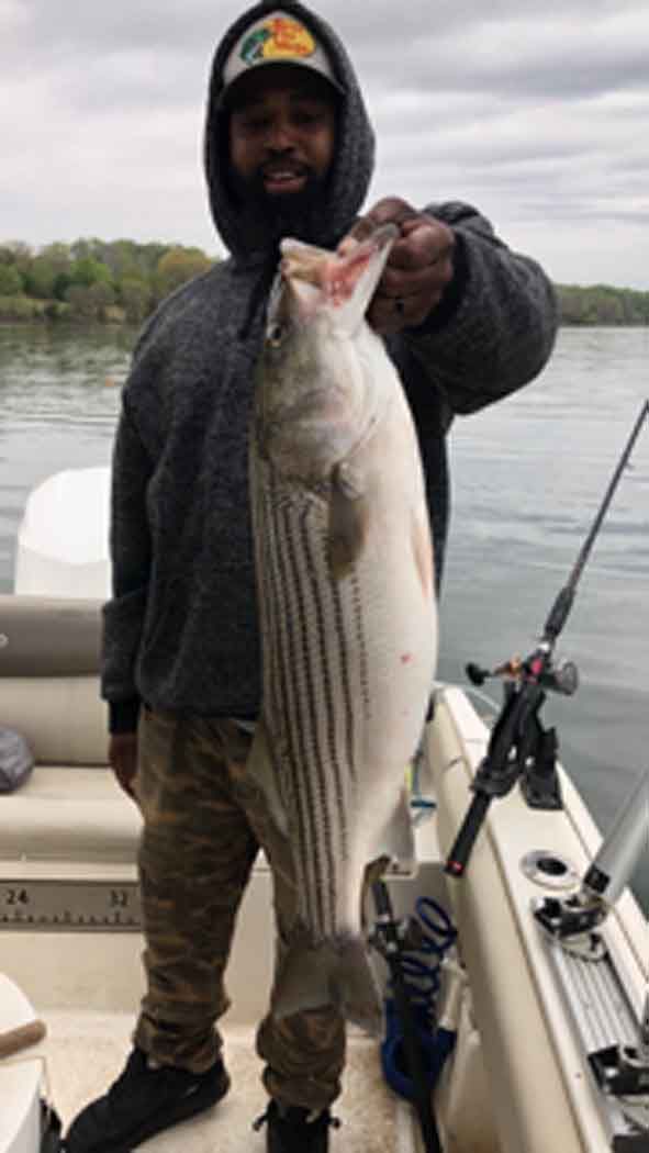 Person on a boat holding a large striped bass by the gill, wearing a hoodie and boots.