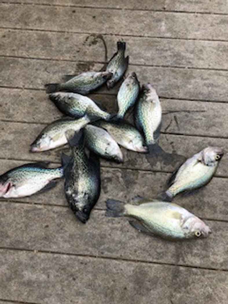 Several fish laid out on a wooden dock, with a brown rope among them.