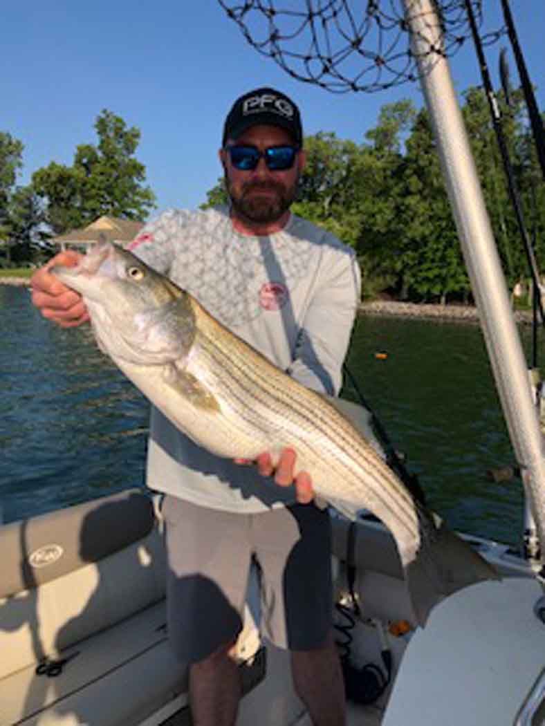 Person on a boat holding a large striped fish on a sunny river.