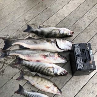 Five striped fish laid on a wooden deck beside a black car battery