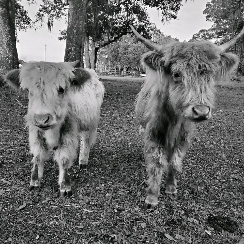 Two Cattle — Dade City, FL — Darby Farms