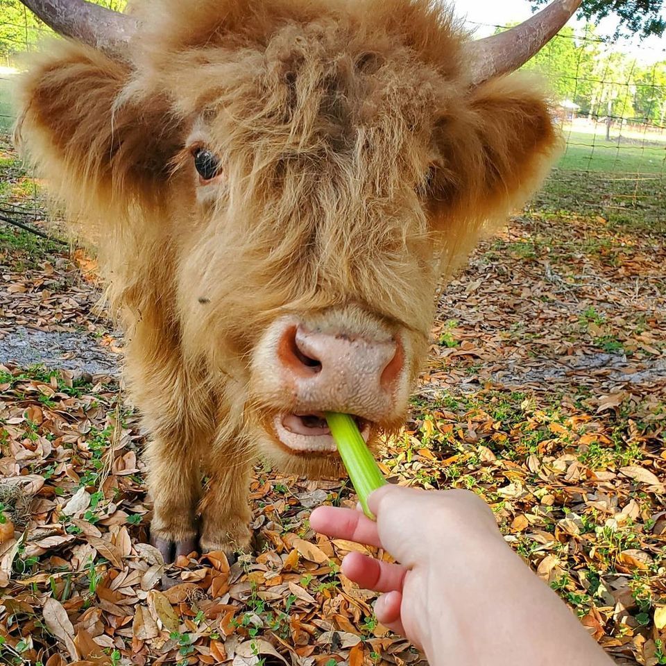 Cattle — Dade City, FL — Darby Farms