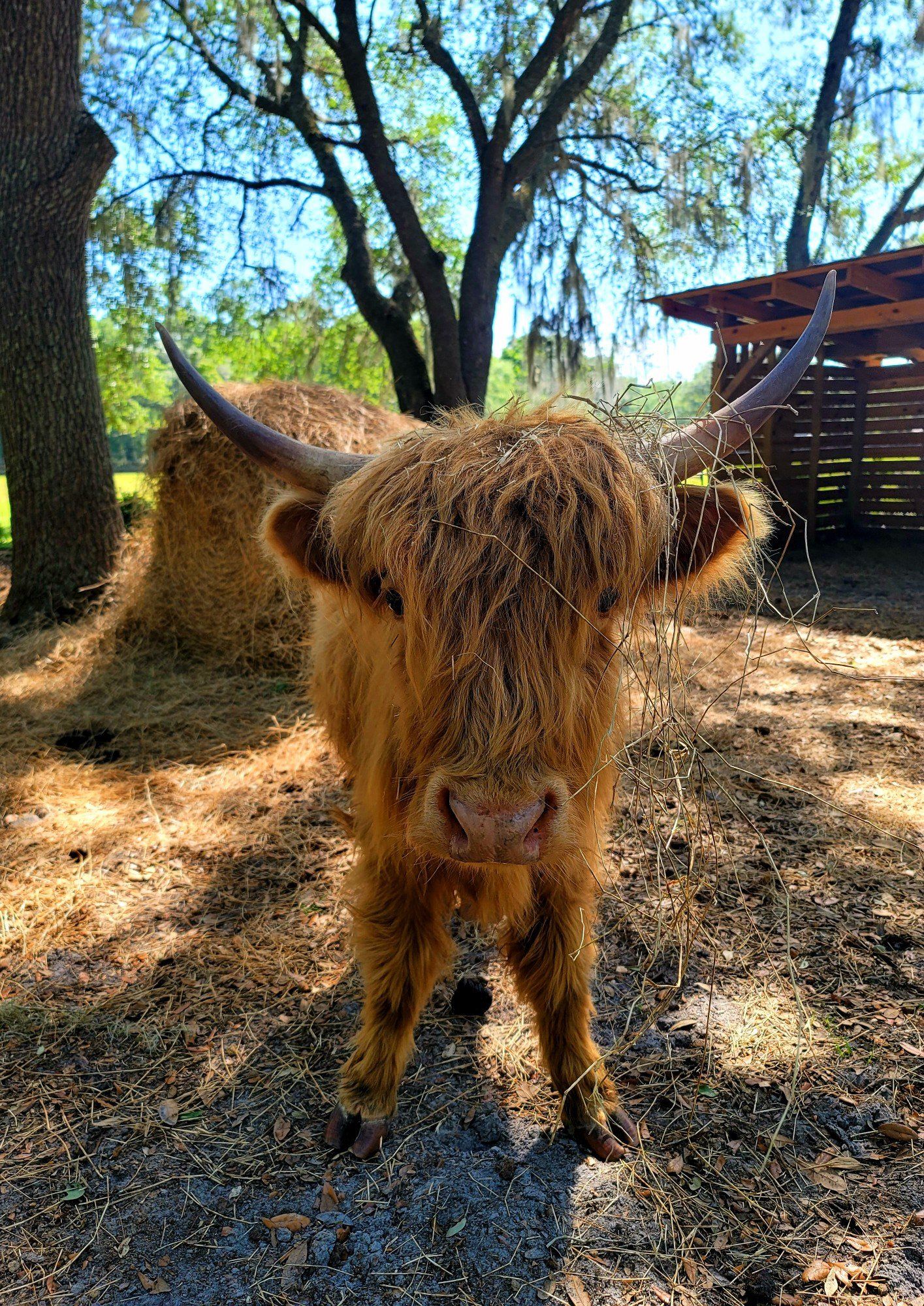 Gallery | Darby Farms | Dade City, Florida