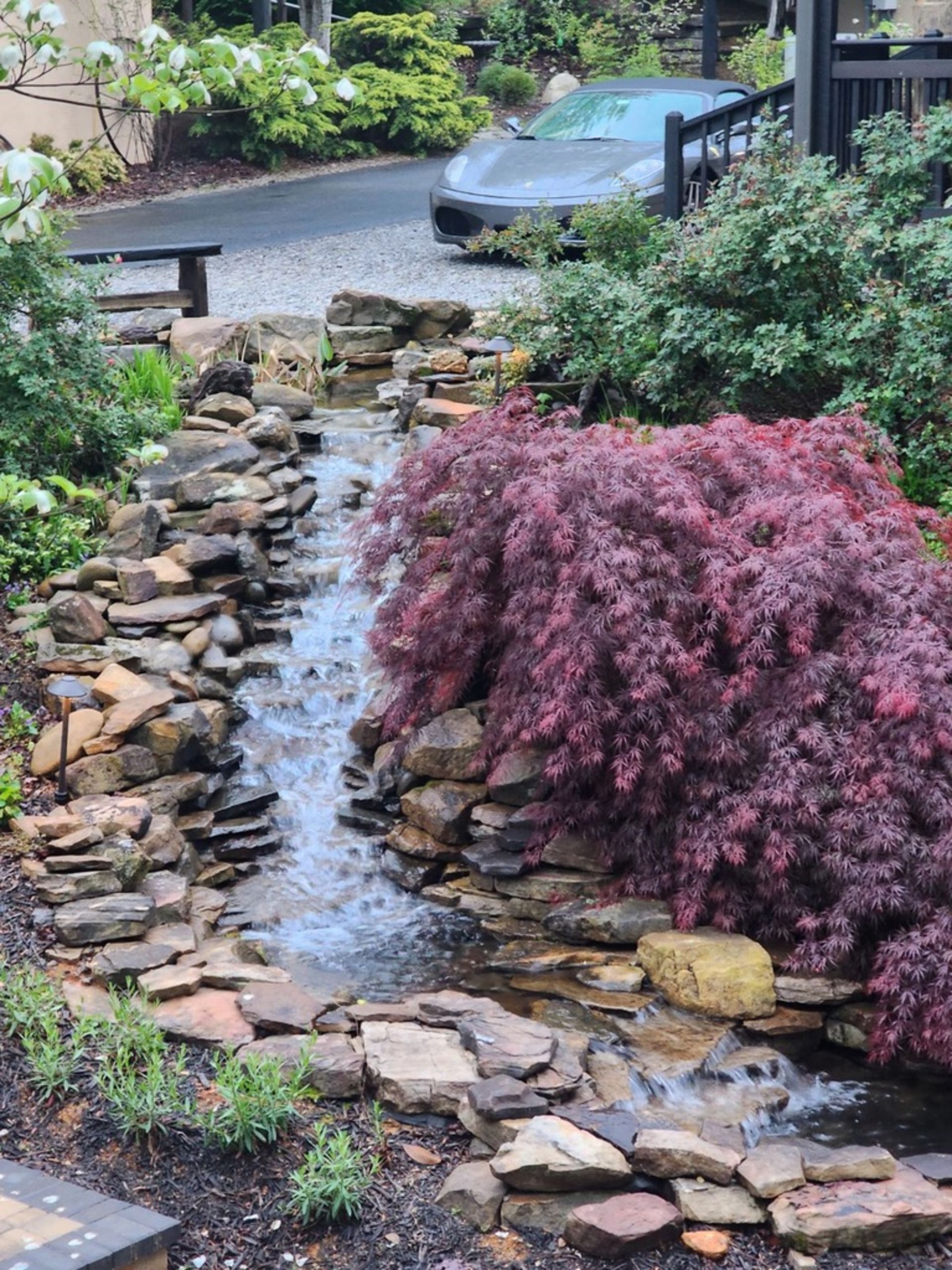 A cascading waterfall flows through a rocky garden, next to a burgundy Japanese maple and a parked car.