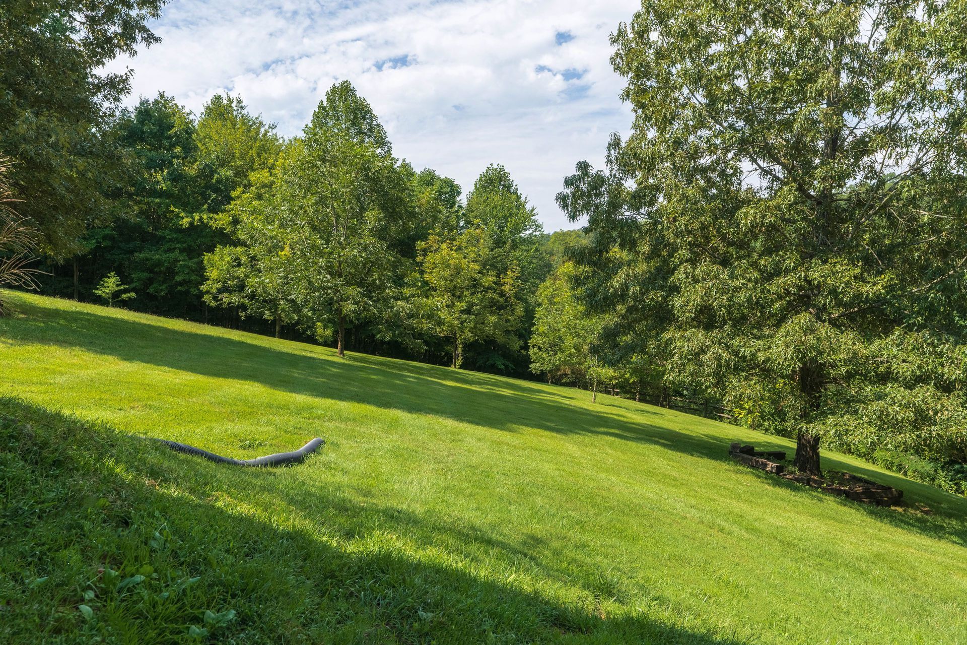 Lizard on a grassy hillside under trees, bright sunlight.