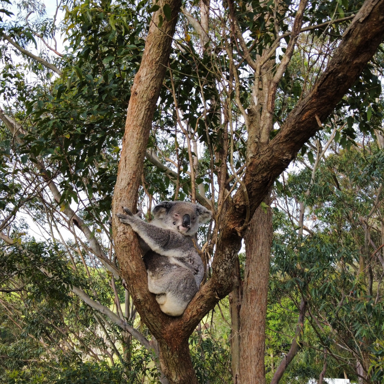 Three Meadows Byron Bay Experiences - Wildlife