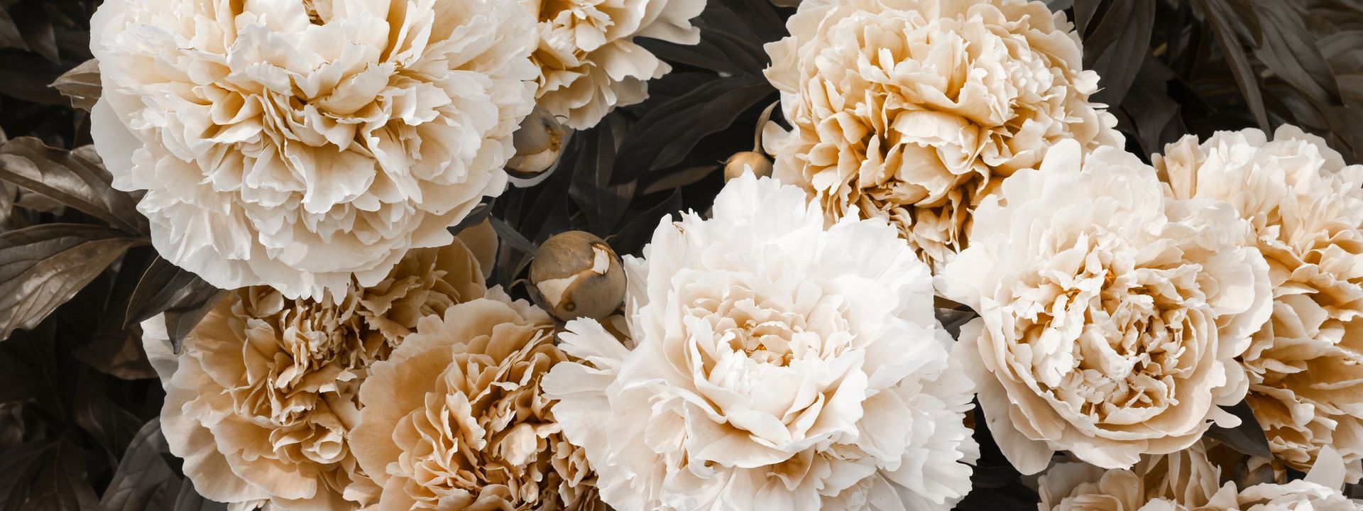 a bunch of white roses are growing on a tree .