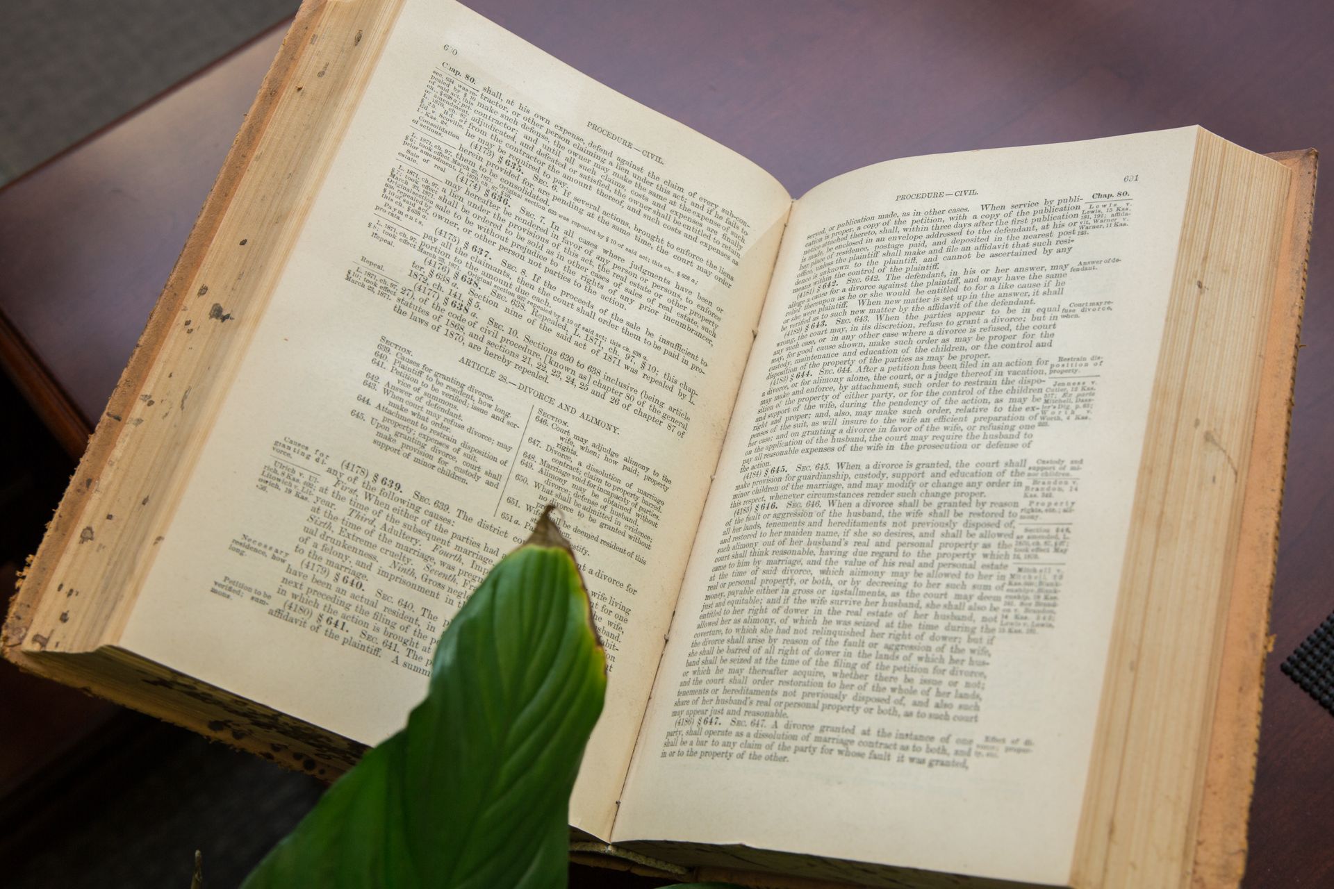 An open book with a plant in front of it