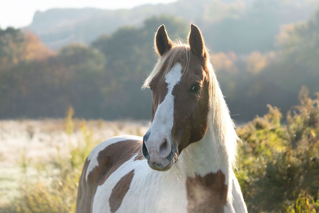 A brown and white horse is standing in a field looking at the camera.