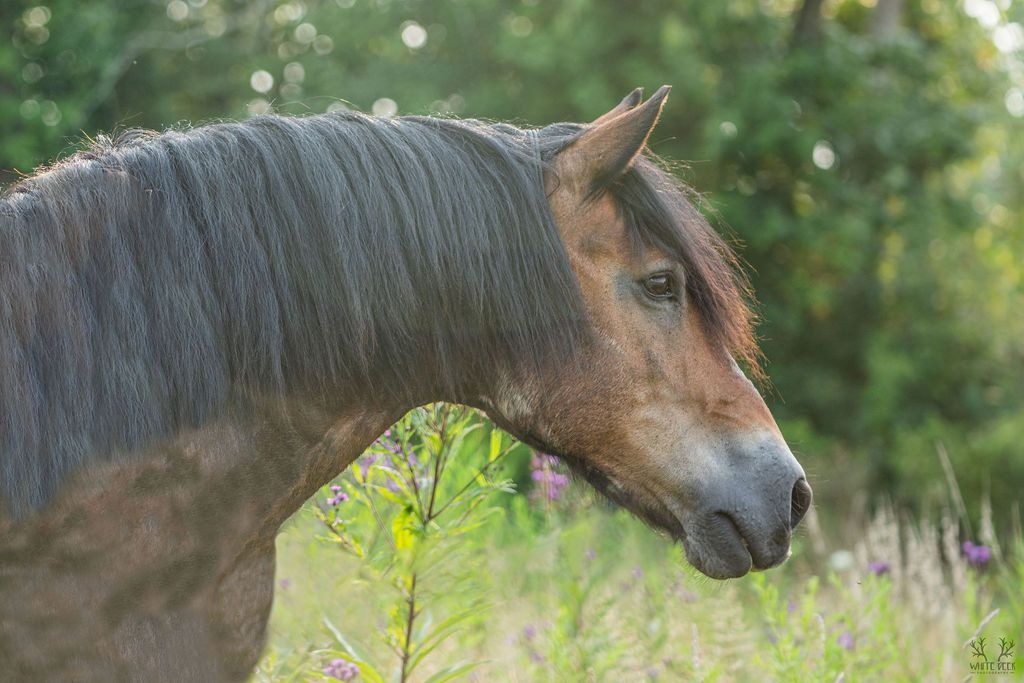 A close up of a horse 's head in a field.