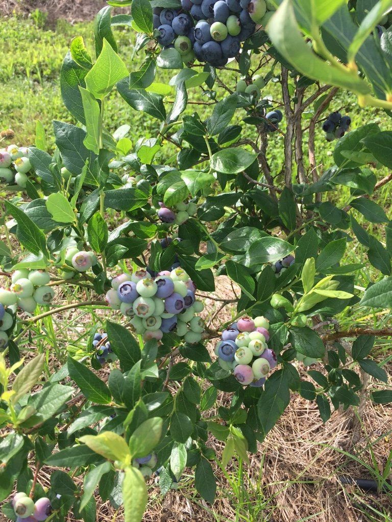 Blueberry bush with green leaves and clusters of ripening blueberries.
