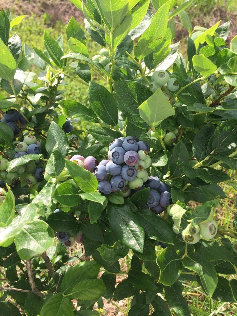 Blueberries ripening on a bush, with green leaves and unripe berries; sunny outdoor setting.