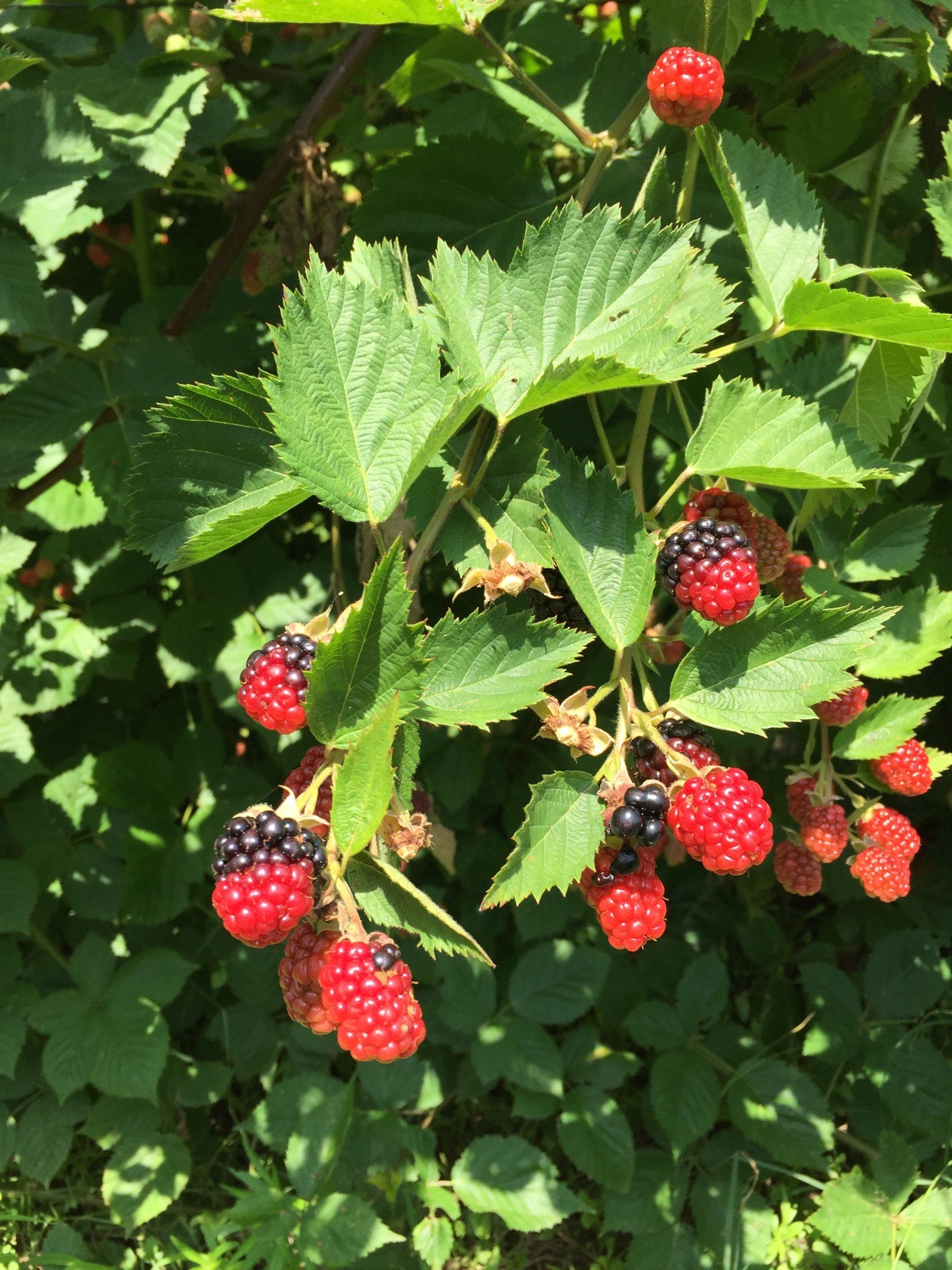 Blackberries on a green leafy bush, some ripe and black, others red.