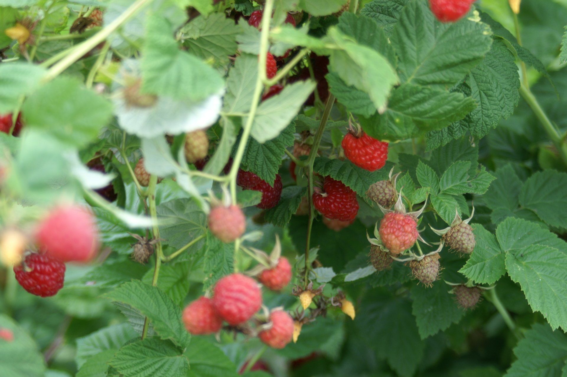 Raspberry bush with green leaves and ripe red berries in a garden setting.