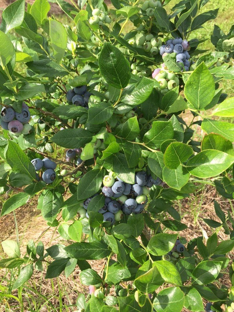 Blueberry bush with ripe blue berries and green leaves.