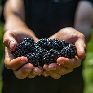 Wholesale Blackberries Fresh picked Blackberries in Maryland