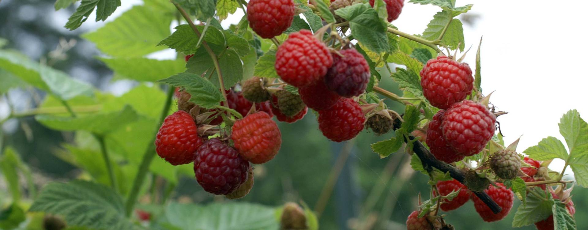 Raspberries growing on a bush, red berries with green leaves.