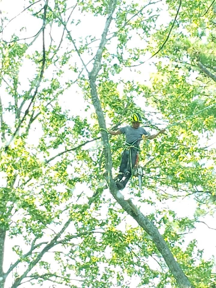 Person climbing a leafy tree trunk in bright green foliage