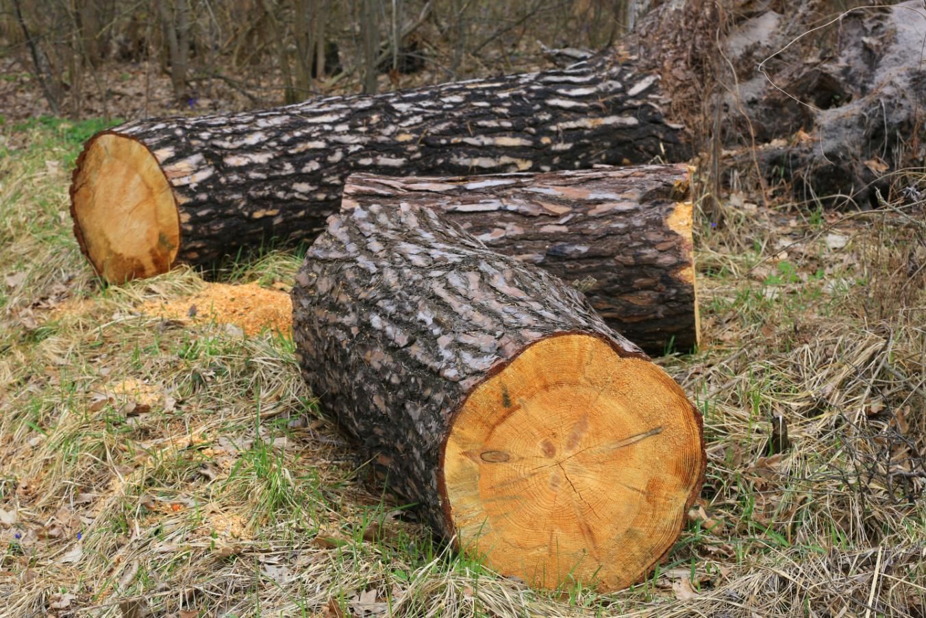 Two freshly cut logs lying on grass, with orange wood ends and rough bark in a wooded area