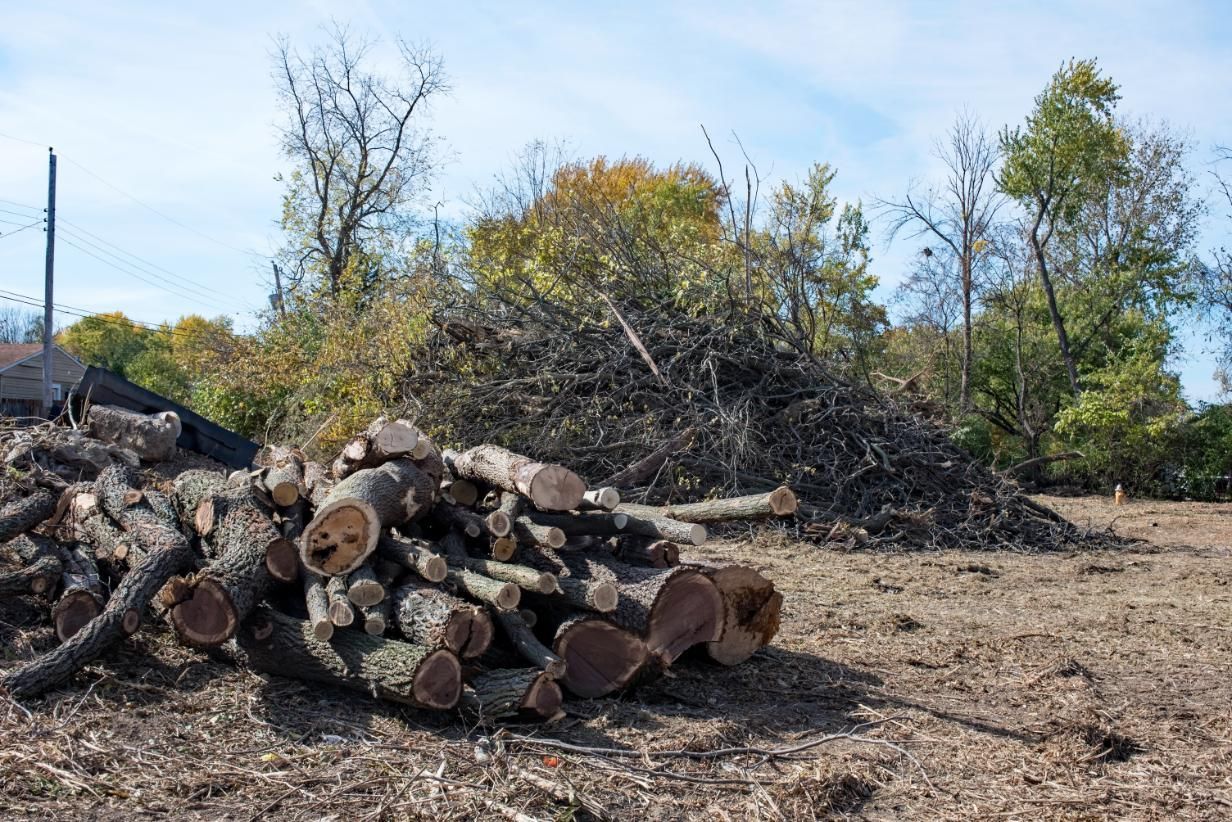 Pile of cut logs and brush in a cleared area with trees under a blue sky