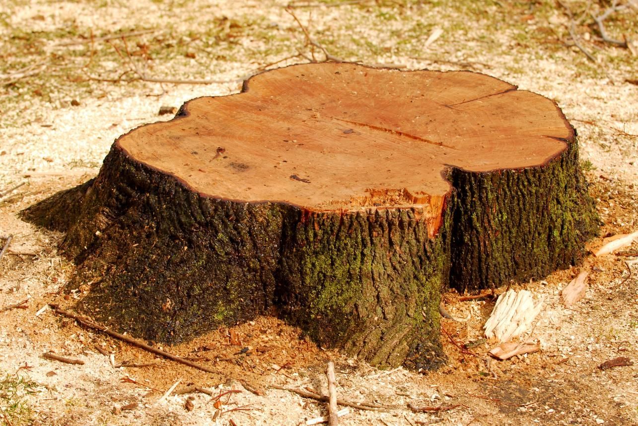 Freshly cut tree stump on dry ground, with rough bark and pale wood exposed on top