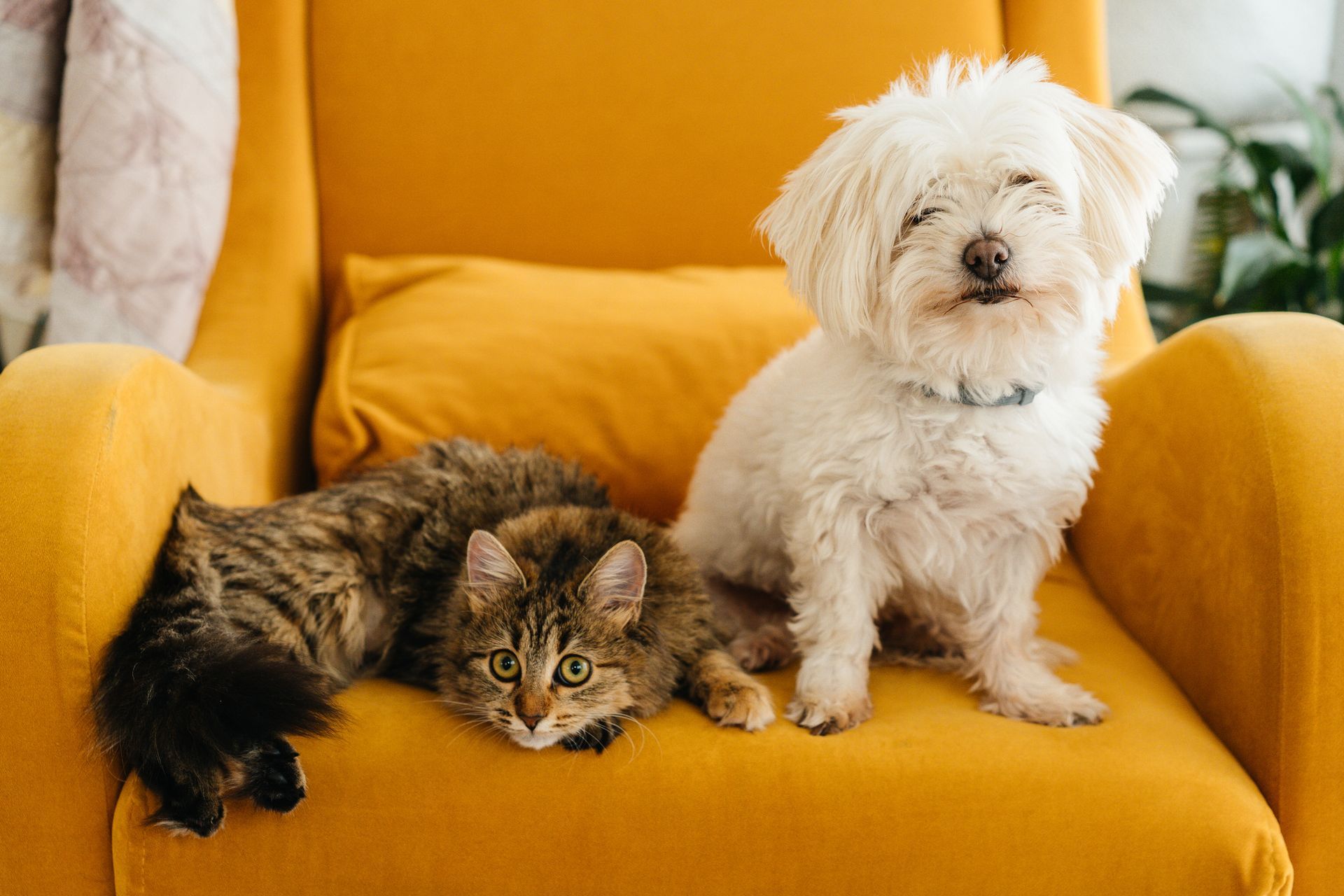 Fluffy white dog and tabby cat sitting on a bright yellow armchair. Fluffy white dog and tabby cat sitting on a bright yellow armchair.