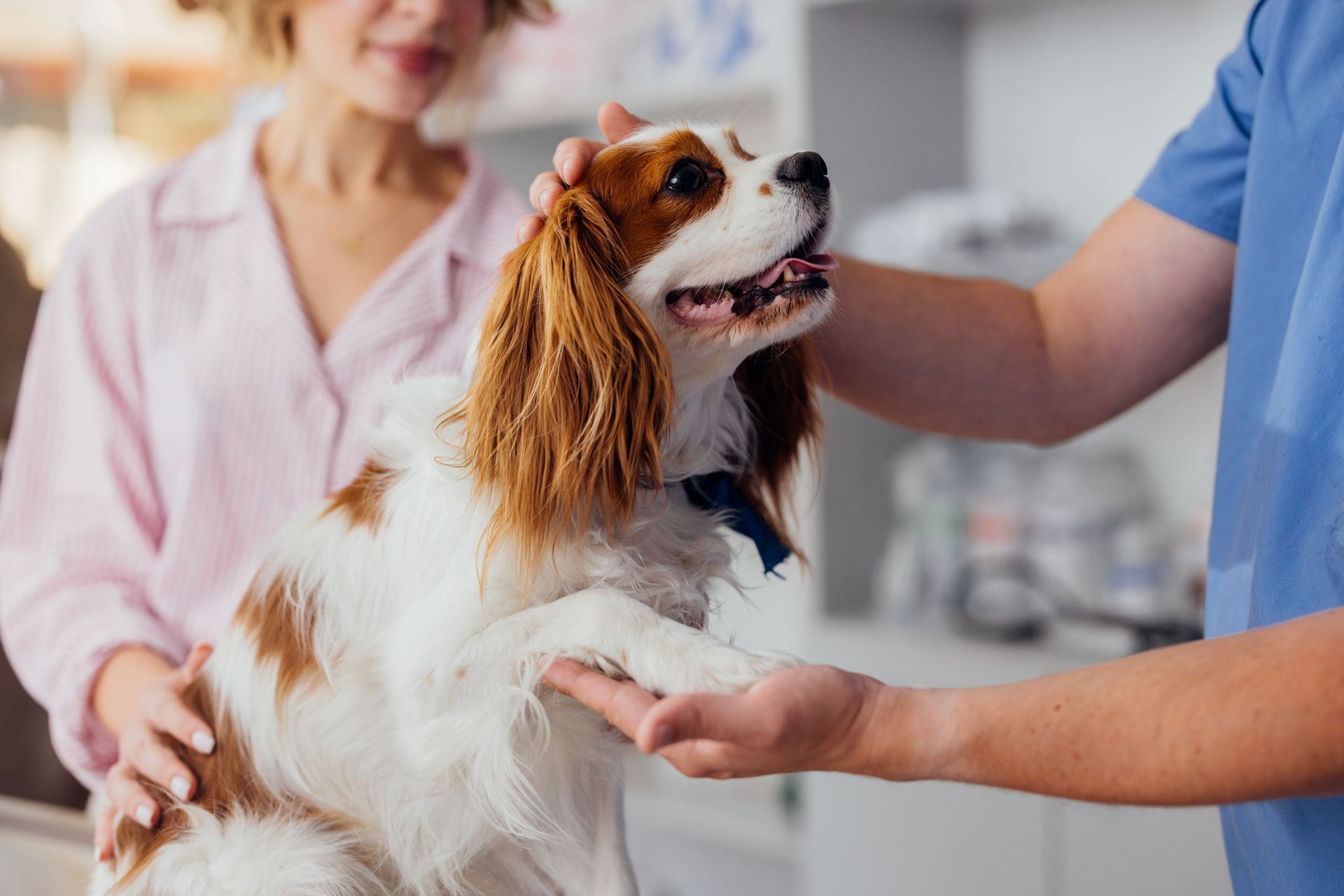 Veterinarian holding a small dog while another person stands nearby.