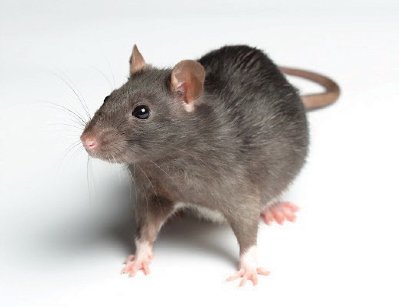 Mice — Somerville, MA — Rod’s Best Pest Control