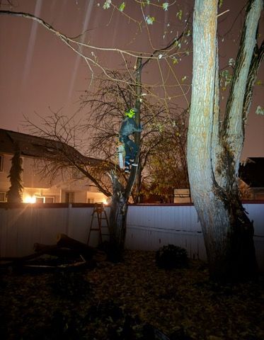 A man is climbing a tree at night.