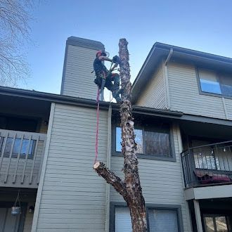 A man is climbing a tree in front of a building.