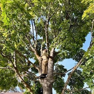 A man is standing on top of a tree.