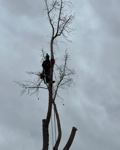 A man is climbing a tree with a chainsaw.
