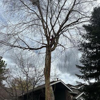 A man is climbing a tree in front of a house.