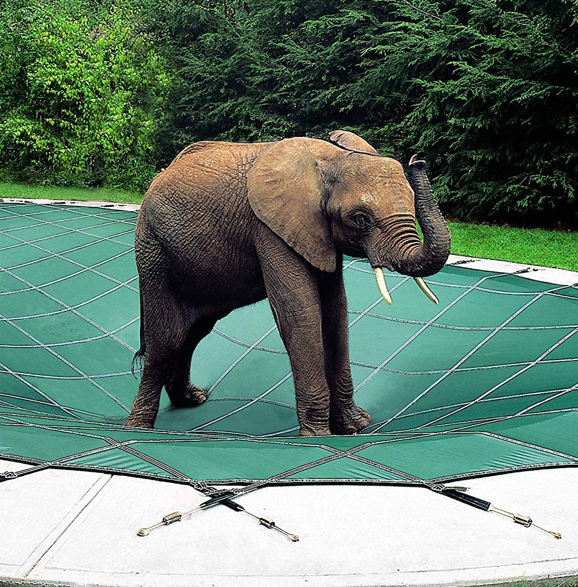 Elephant standing on swimming pool safety cover