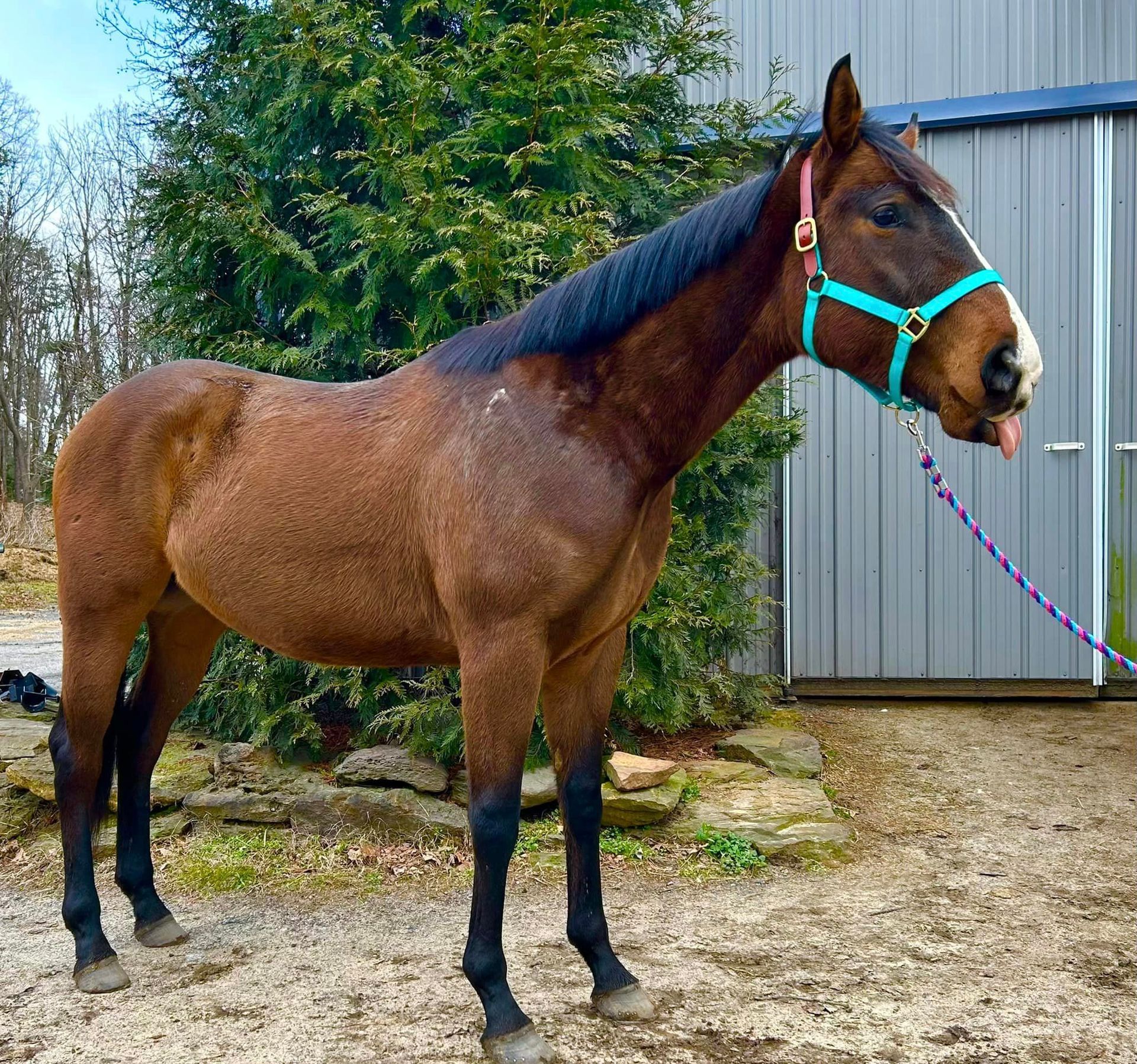 A brown horse wearing a blue halter is standing in front of a shed