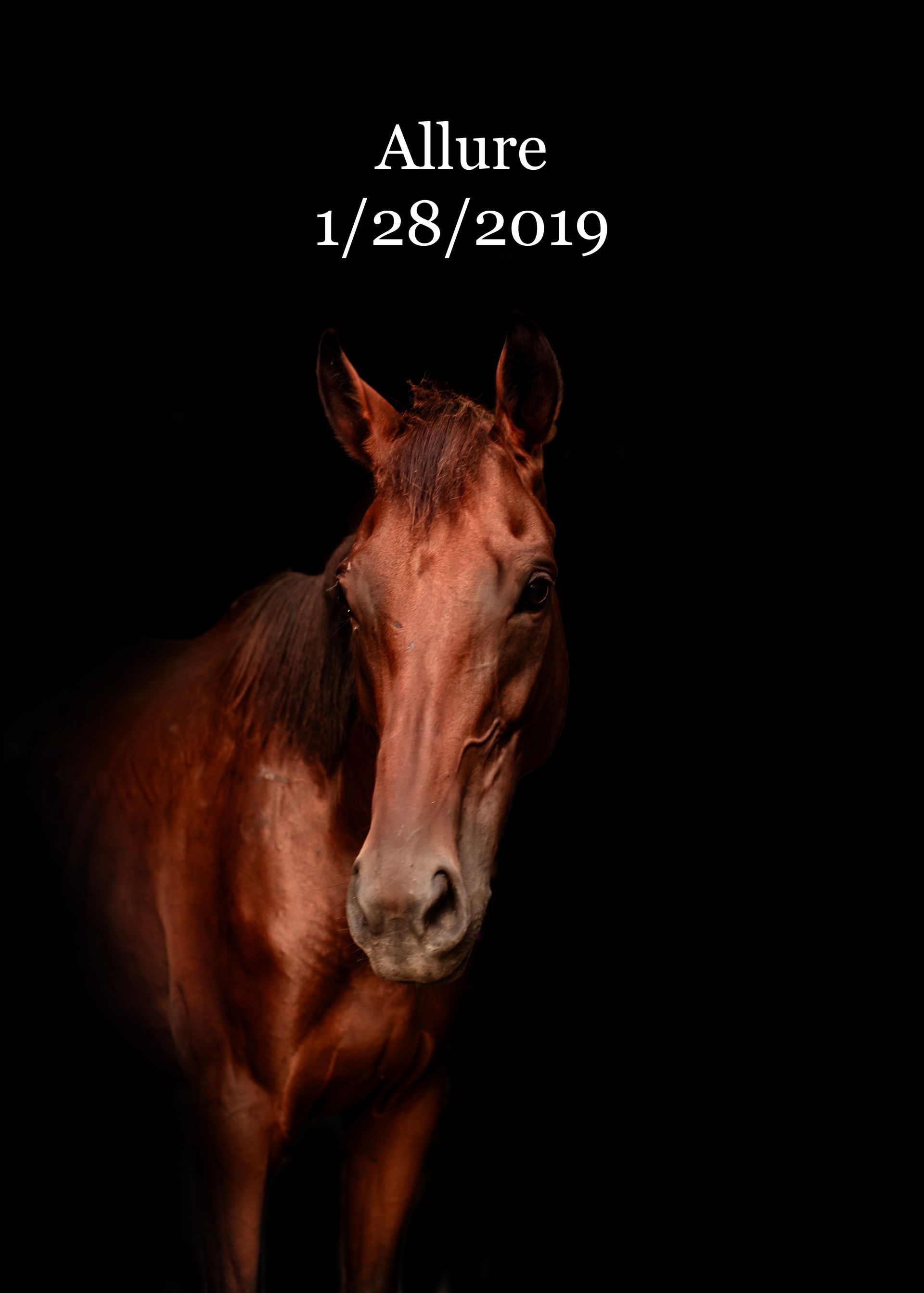 A brown horse with the name allure on it