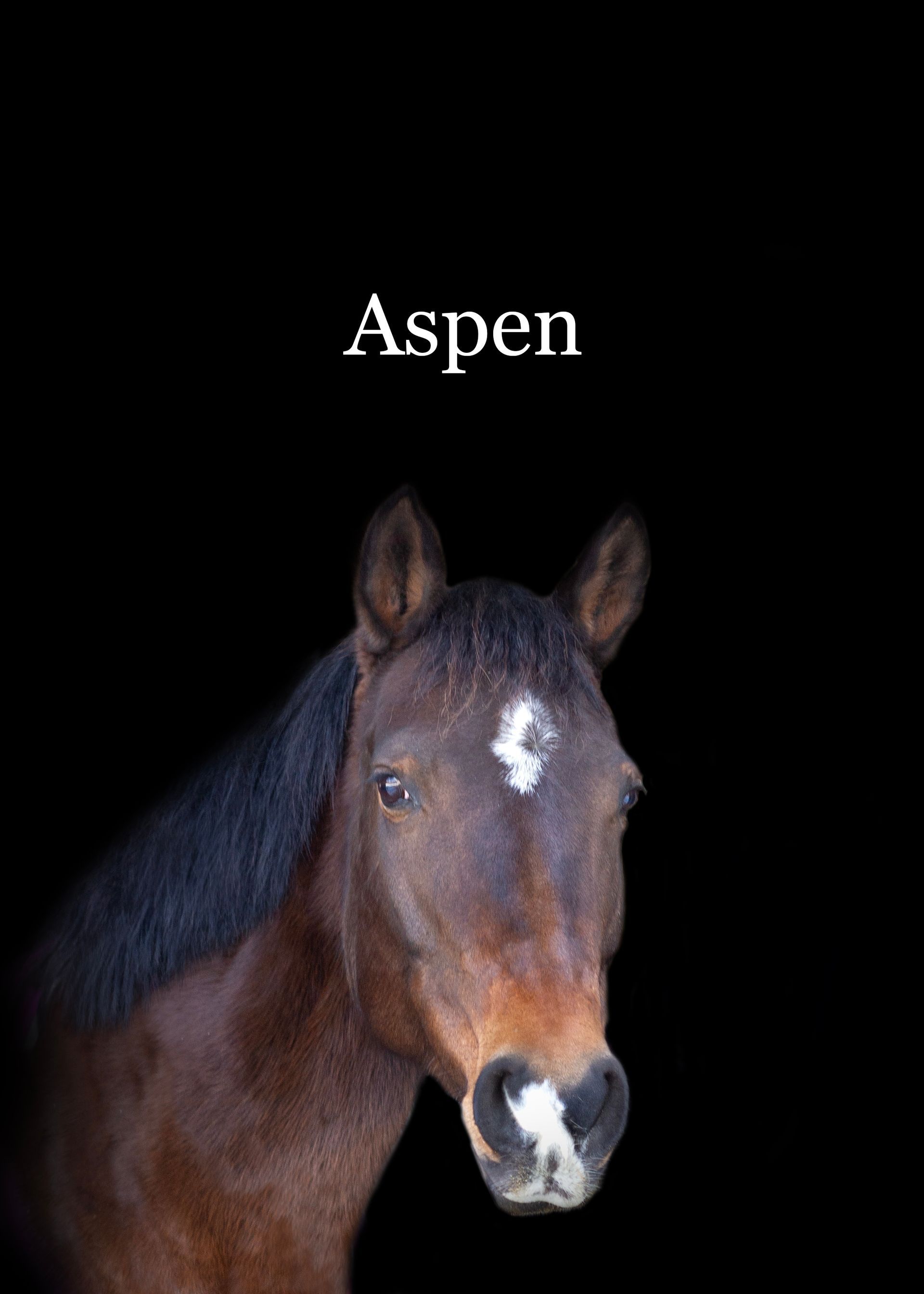 A brown horse with the name aspen on it