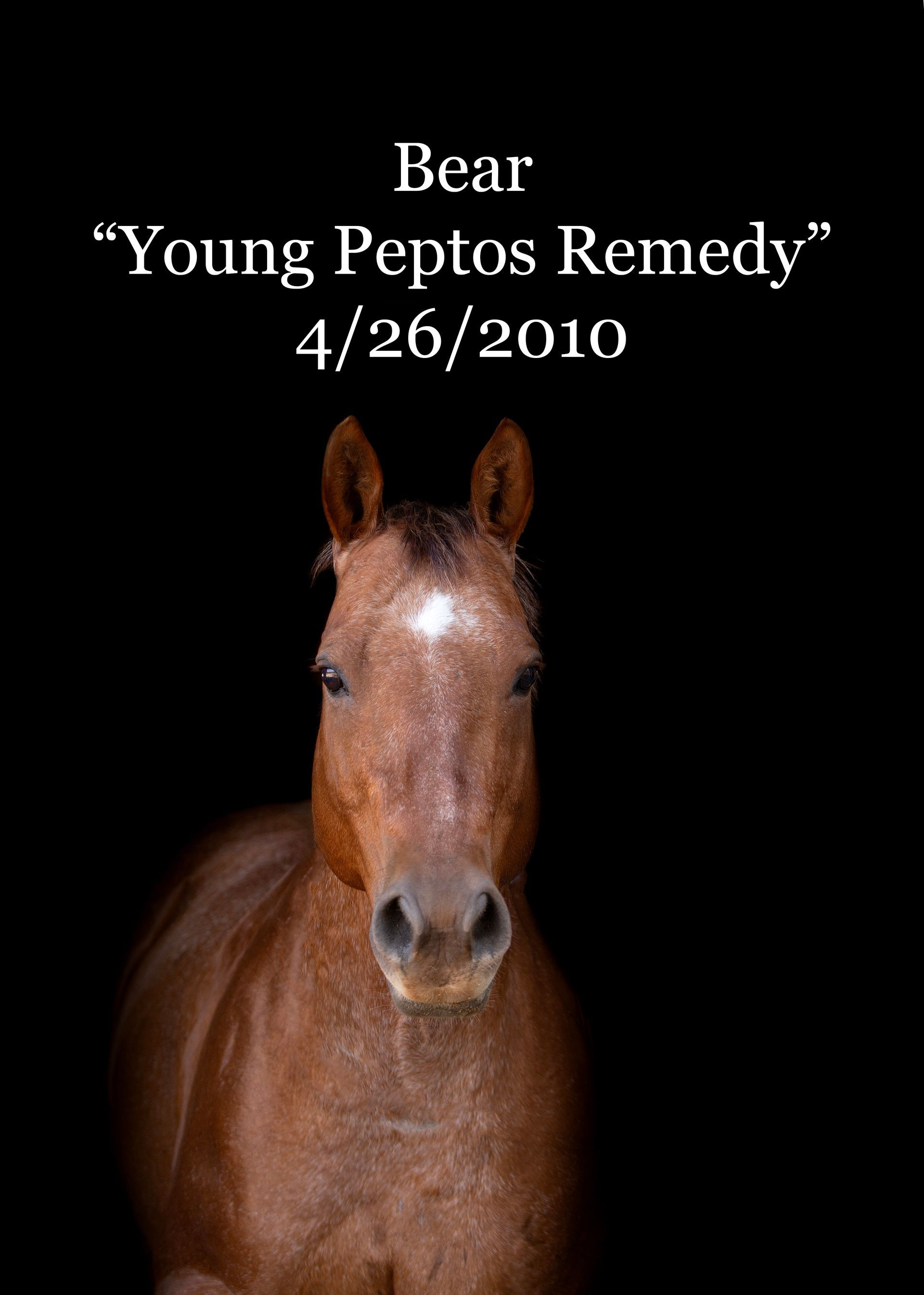 A brown horse with the name bear on it