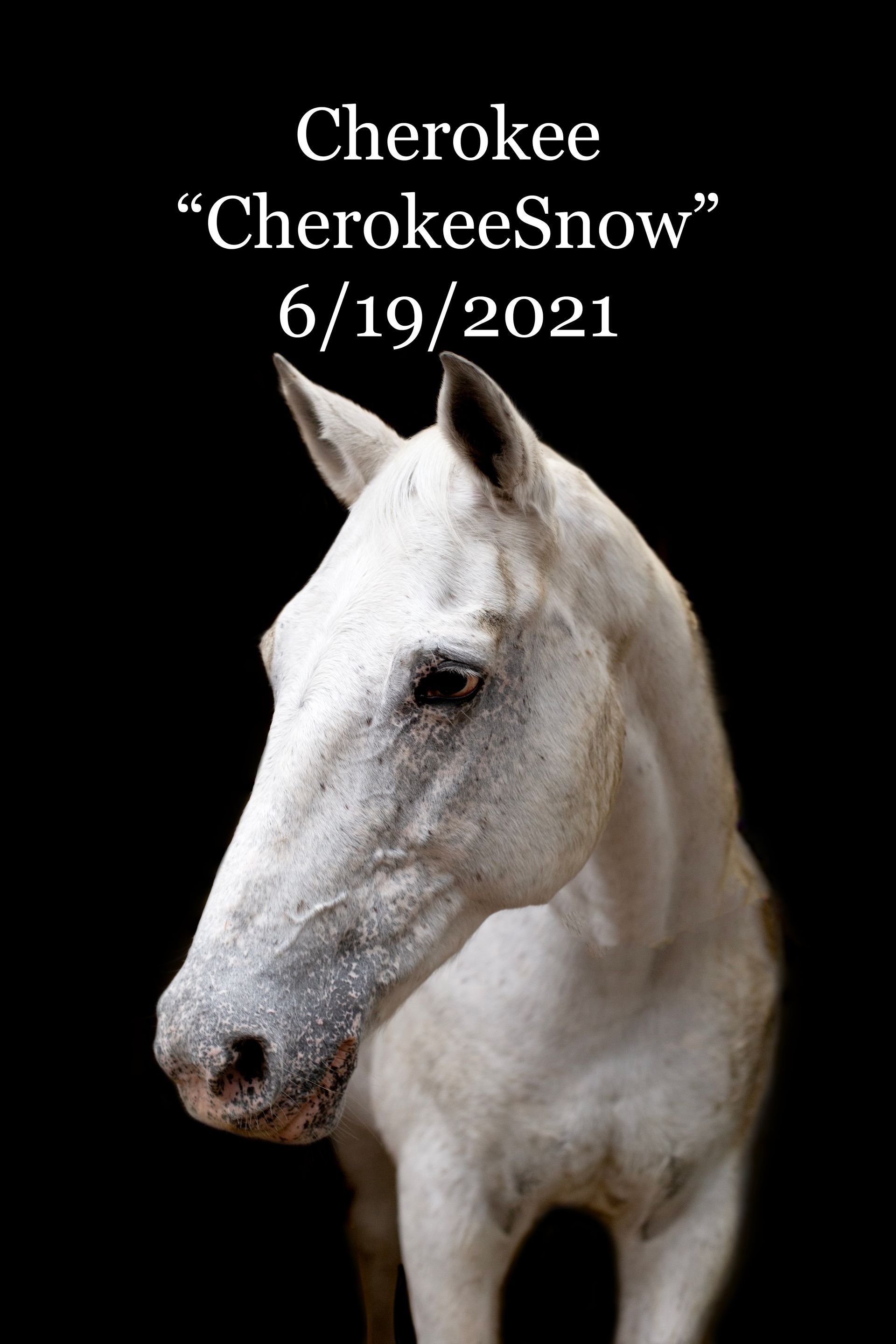 A white horse with the name cherokee on it