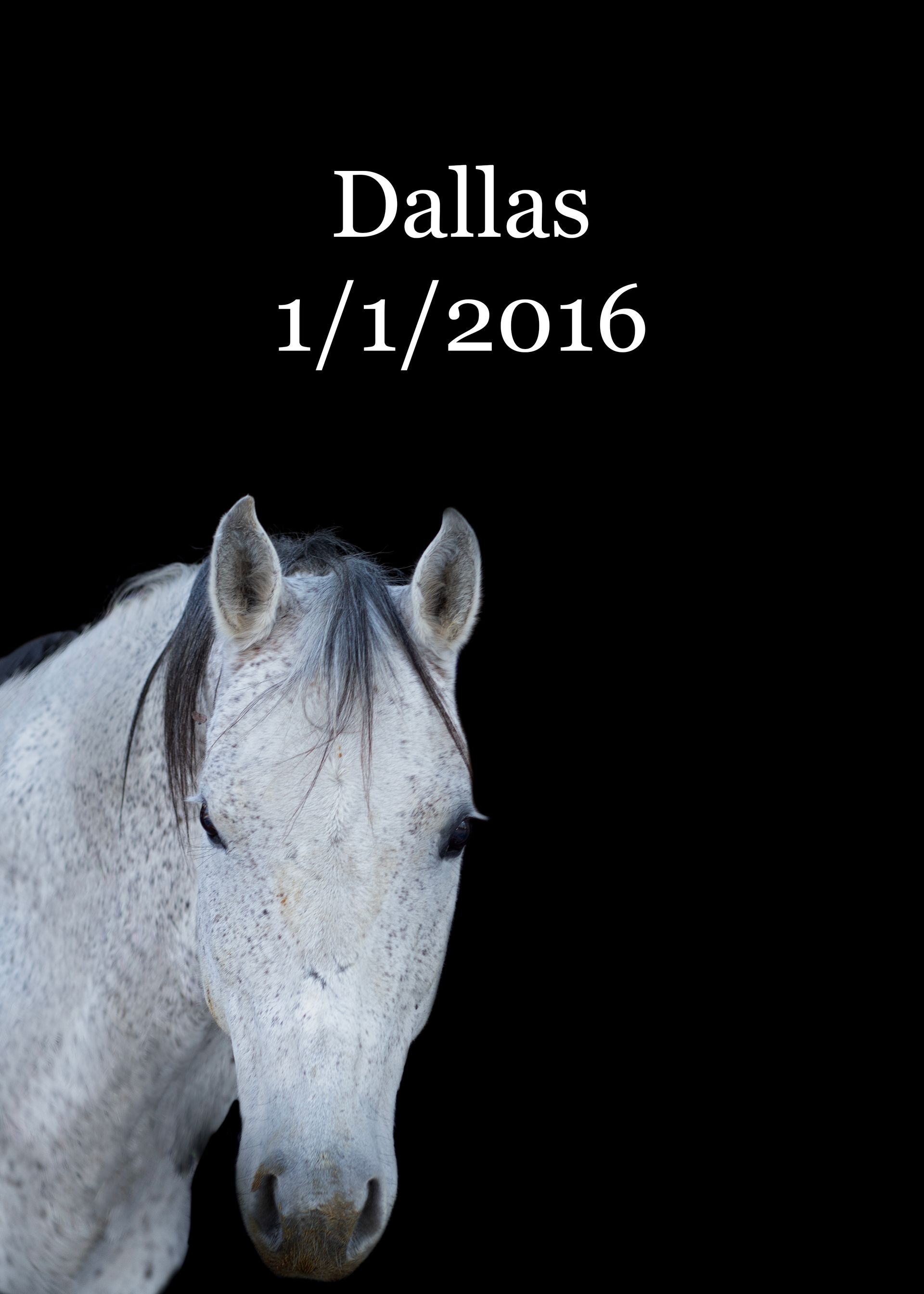 A picture of a white horse with the date dallas 1/1/2016