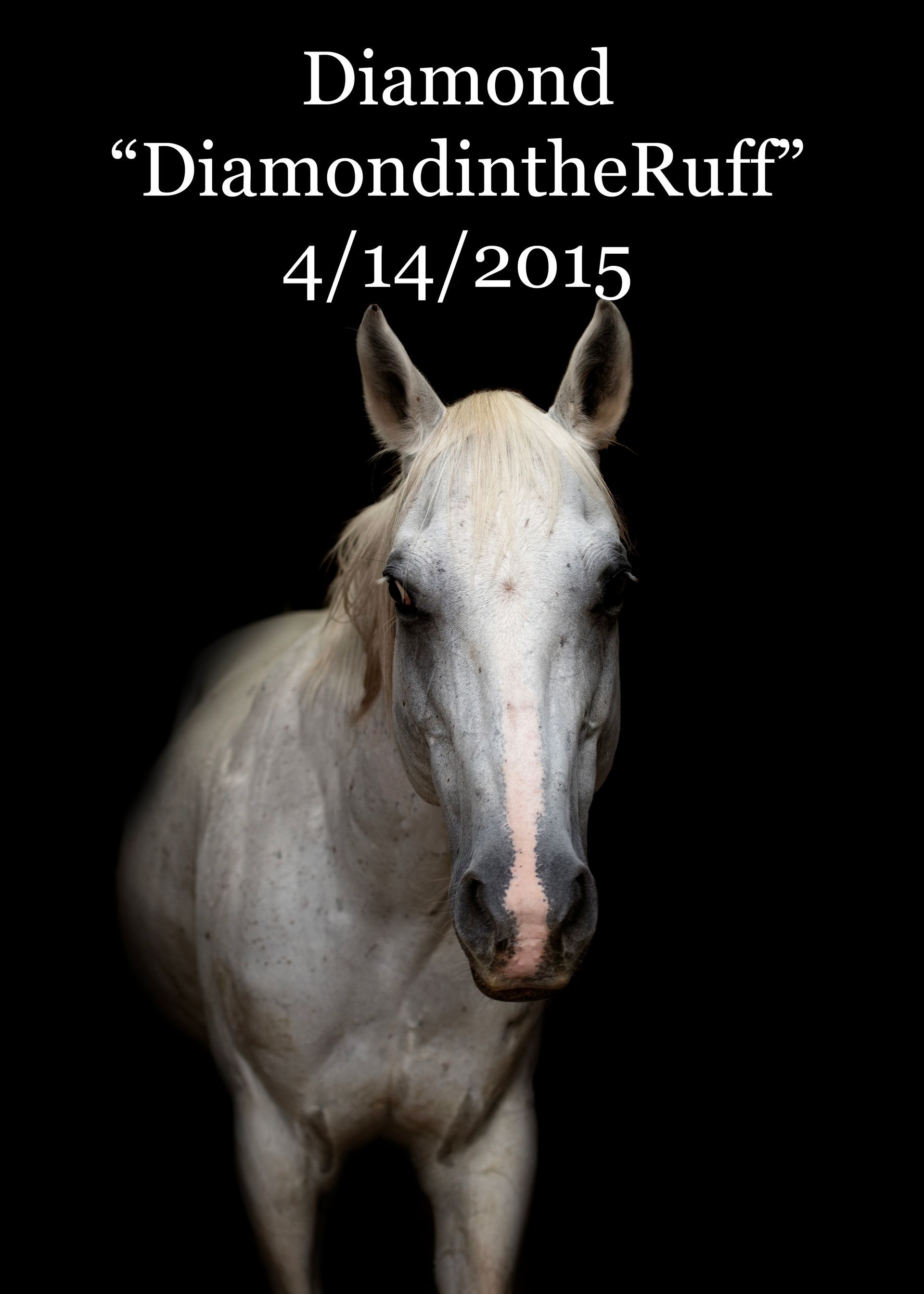 A picture of a horse with the name diamond on it